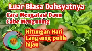 Cukup Kocorkan Bahan ini,Daun Cabe Menguning pulih hijau lagi Cukup hitungan hari