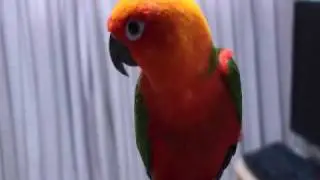 インコ　おしゃべり　コガネメキシコ　コニュア