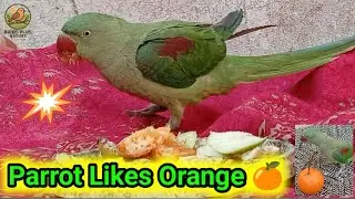 Parrot Likes Orange | Parrot Behaviour 🍊