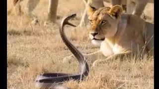 A cobra confronts a group of lions in a blurred savanna landscape.