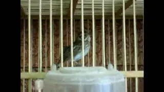 поёт овсянка крошка Emberiza pusilla