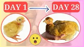 We Brooded 27 Turken Chicks for 28 Days and Here's What Happened!