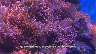 How to raise, breed rose bubble, tip,anemones