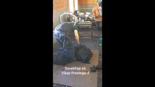 V&aring;rklipp p&aring; gammelnorsk sp&aelig;lsau