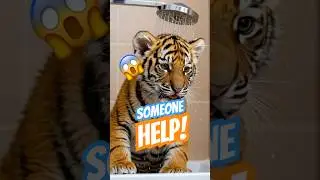 Hilarious! 😂 This Baby Tiger's Epic Shower Resistance! #shorts #viralshorts