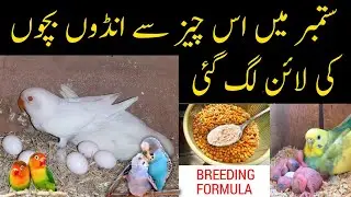Birds natural breeding formula | Best breeding formula for budgies,lovebirds, cocktail etc