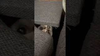 сфинкс Кнопа разбушевалась 🤣 #cat #веселыекоты #сфинксы