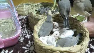 【文鳥屋】ヒナたちいっぱいカオスな差し餌