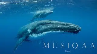 Kamal ⋄ Reiki Whale Dreaming ⋄ Meditative journey to the soul of the Earth