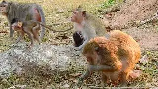 Update nature life of monkey in Amber group