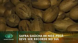 Safra ga&uacute;cha de Noz-Pec&atilde; deve ser recorde no Sul | Agro Band