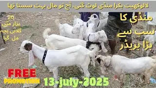 Sunday Bakra Mandi 2025 | Cheap & Heavy Janwar | Lalukhet Full Tour Urdu