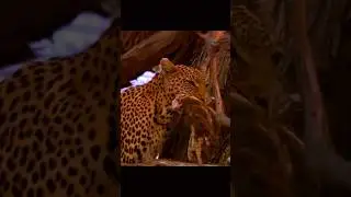 🔥 Rare Hunting Moment: Leopard Snatches a Bird from a Tree!