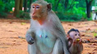 Adorable Baby Evelyn With Mother Ellen |The monkeys