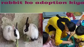 rabbit adoption 🐇 🐰 🐇 🐰 🐇