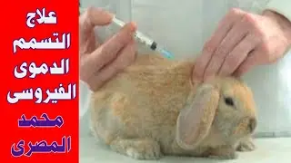 علاج التسمم الدموى الفيروسى فى مزارع الارانب ،محمد المصرى قناه النجاح