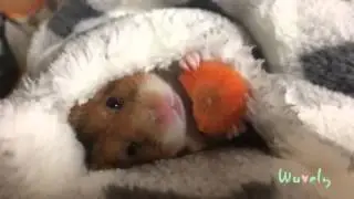 Hamster eating a carrot with crunching sounds