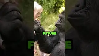 The Incredible Story of Koko: The Sign Language Speaking Gorilla  #history #shorts #historical