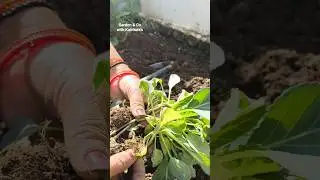 cabbage farming #shorts #youtubeshorts #trendingshorts #garden #cabbage #farming