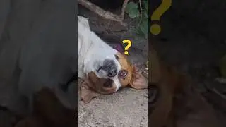Is this dog sleeping the spanish siesta?!  #catsanddogs #cats #dogs #cat #dog #funny #dontlaught