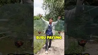 TES PASANG BUBU PAYUNG UMPAN SAWIT DI DUA TEMPAT BERBEDA