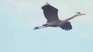 Great blue heron-breeding season exuberance and antics