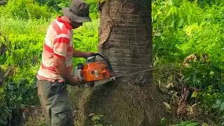 Extremely Ingenious Skills Cutting , Amazing Woodworking Process , Tree Felling Videos