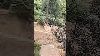 Woburn floats🤌🌲 #downhillmtb #mtb #mtbuk #jump #mountainbike #freeride
