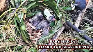PREDATOR BIRD‼️LIZARD AND GRASSHOPPER BECOMES FODD SPECIAL 