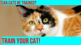 Train Your Cat: Simple Steps to Success!