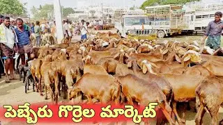 ప్రతి శనివారం సాగే పెబ్బేరు సంతలో ఏలువాటు గొర్రెల రేట్లు-pebbair sheep market 2022-pebbair santha🐑🐑🐑