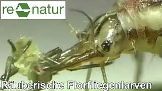 Chrysoperla carnea - r&auml;uberische Florfliegenlarven im Biologischen Pflanzenschutz