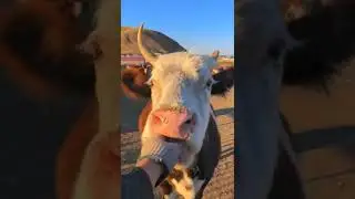 [Cow with me] cow eat cake. It so hungry.