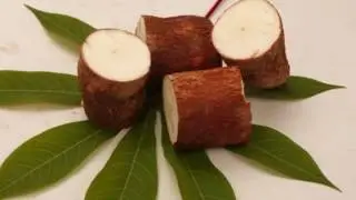 Is tapioca good for your health? | cassava health benefits - fasaflora.com
