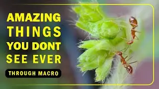 MACRO VIDEO | NATURE | SMALLEST ANT