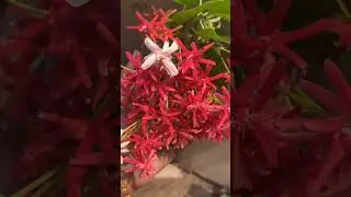Rangoon creeper or madhumalti&hearts;️ #shortvideo #youtubeshorts #shorts #viral #trending #flowers #garden