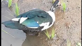 Vlog Suasana Natural di Pedesaan