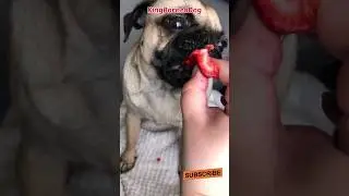 Pug dogs ASMR strawberry #shortsasmr