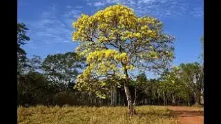 Sert&atilde;o Alagoano - Olho d'&Aacute;gua das Flores