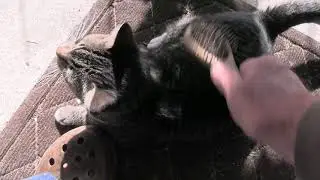 Домашние животные