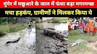 Munger में मछुआरे के जाल में फंसा बड़ा मगरमच्छ, लोगों ने इस तरह से पकड़ कर वन विभाग को दी सूचना
