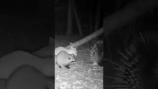 Prickly Surprise! 🦔 #PorcupineDefense #WildAnimals #NatureGoneWild #AnimalAttack
