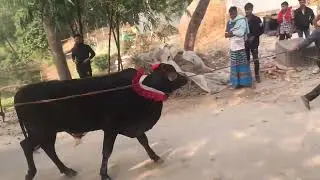 ঐতিহ্য বাহি গরু দোর মান্তা 🐂❤️❤️🇧🇩