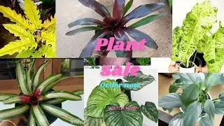 Plants for sale#gardenplants #gardening #sale #garden#homeimprovement #youtubeshorts #bromeliads