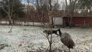 First snow fall chase between emu and Caucasian Shepard puppy
