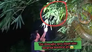 Herping di jalur ke 2 dan ke 3tak disangka saya dapat ular sangraja kolobrid #ptyaskoros#😱😱