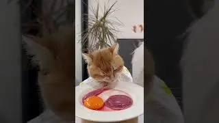 cat eat meatslices 🥩🥚🍳|cat eating sliced meat 🐓| ASMR cat mukbang #cat #cats