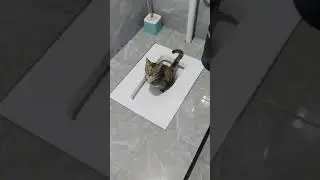 How to train cats to use the toilet？🙃🤣