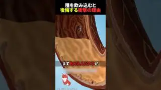 ㊗️500万回再生‼︎ 飲み込んだスイカの種は体の中で成長するのか？