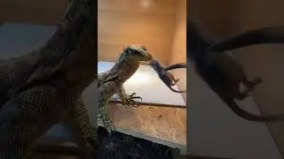 Varanus cumingi water monitor grabs rat #varanus #varanuscumingi #reptiles  #lizard #monitor
